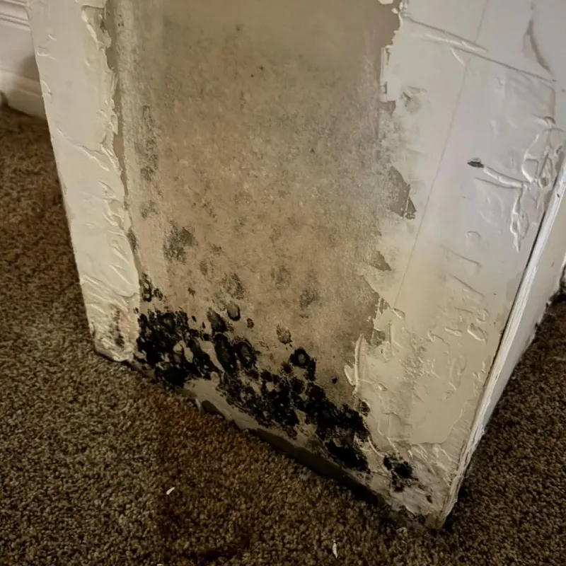 Professional Mold Removal in Stevenson Ranch, CA